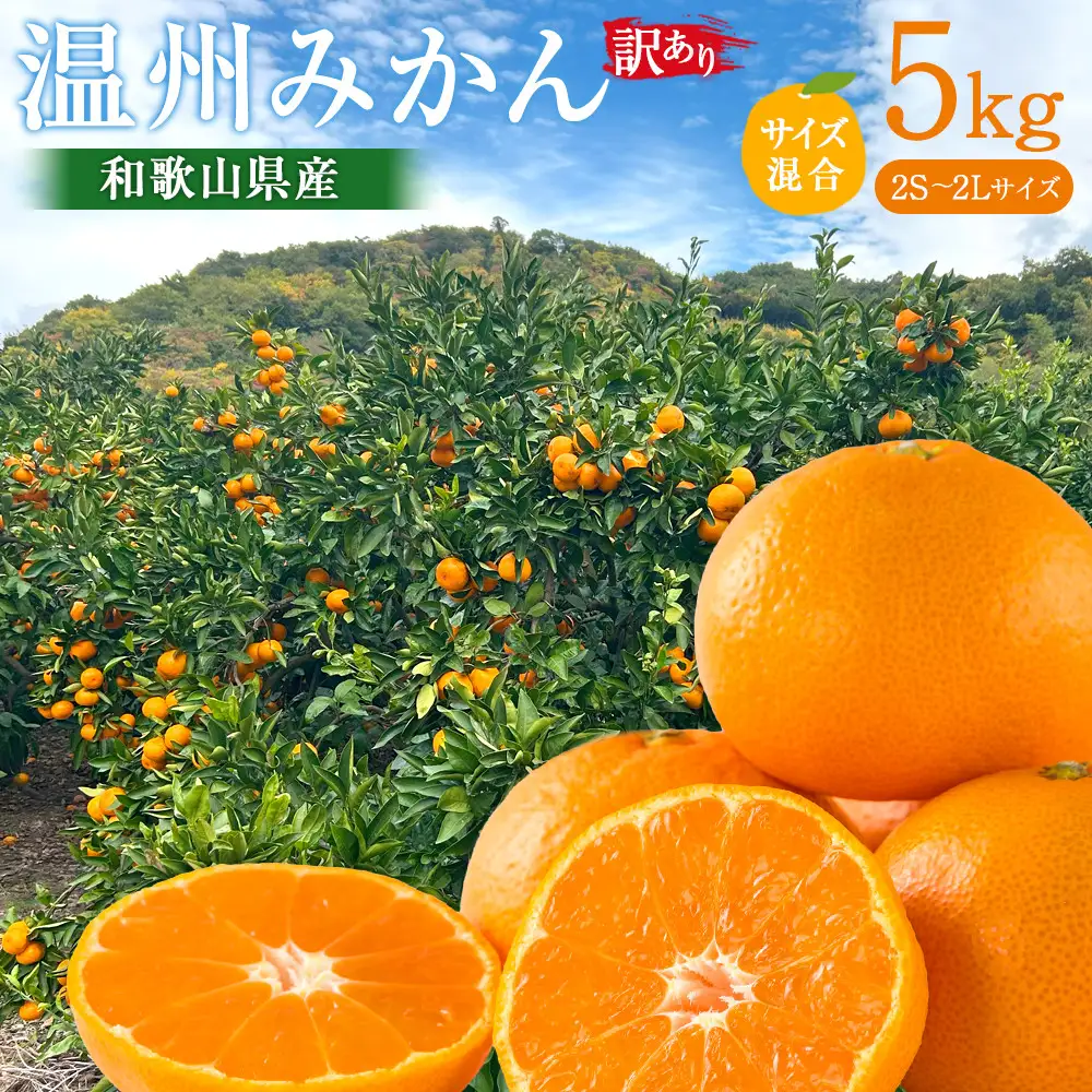 訳あり 温州みかん 約5kg 2S～2Lサイズ混合［2026年11月より順次発送予定］