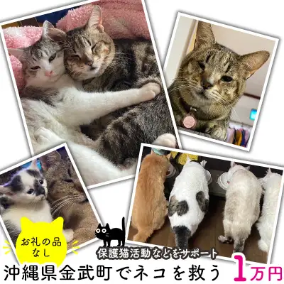 【お礼の品なし】沖縄県金武町でネコを救う　保護猫活動などをサポート（1万円） ねこ