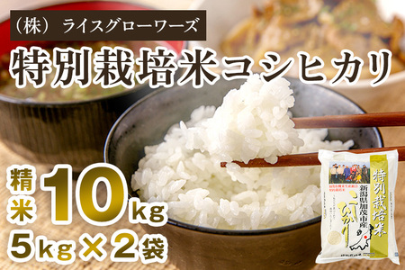 【令和7年産】新潟県加茂市産 特別栽培米コシヒカリ 精米10kg（5kg×2）《順次出荷》 （株）ライスグローワーズ