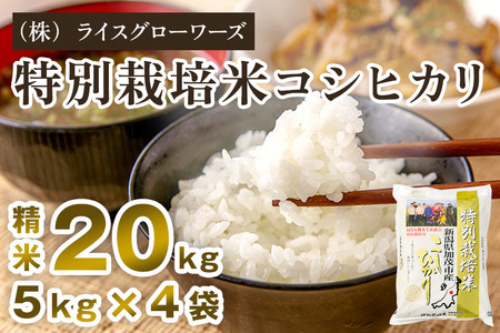 【令和7年産】新潟県加茂市産 特別栽培米コシヒカリ 精米20kg（5kg×4）《順次出荷》 （株）ライスグローワーズ