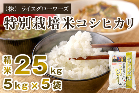 【令和7年産】新潟県加茂市産 特別栽培米コシヒカリ 精米25kg（5kg×5）《順次出荷》 （株）ライスグローワーズ