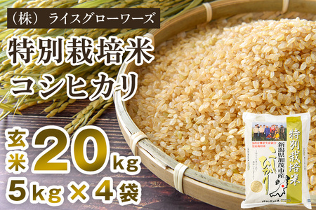 【令和7年産】新潟県加茂市産 特別栽培米コシヒカリ 玄米20kg（5kg×4）《順次出荷》 従来品種コシヒカリ （株）ライスグローワーズ
