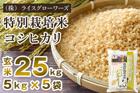 【令和7年産】新潟県加茂市産 特別栽培米コシヒカリ 玄米25kg（5kg×5）《順次出荷》 従来品種コシヒカリ （株）ライスグローワーズ