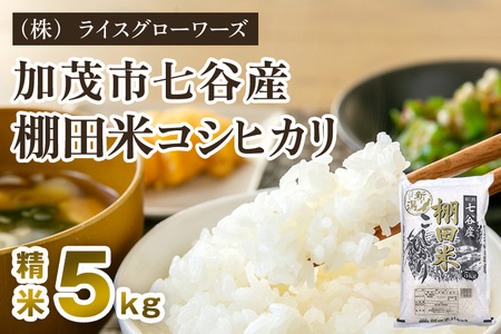 【令和7年産】七谷産 棚田米コシヒカリ 精米5kg《順次出荷》 白米 （株）ライスグローワーズ