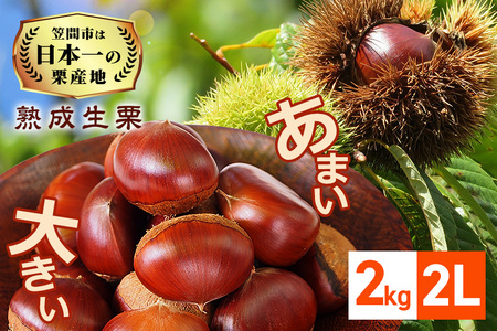 熟成生栗 2kg 2L 農産物直売所すわ 国産和栗 JV-004