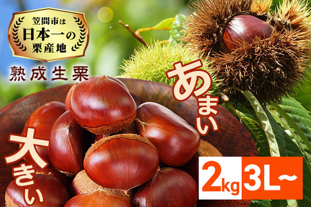 熟成生栗 2kg 3L 以上 農産物直売所すわ 国産和栗 JV-005