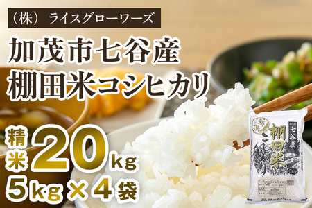 【令和7年産】七谷産 棚田米コシヒカリ 精米20kg（5kg×4）《順次出荷》 白米 （株）ライスグローワーズ