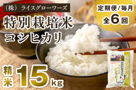 【令和7年産】【定期便6ヶ月毎月お届け】新潟県加茂市産 特別栽培米コシヒカリ 精米15kg（5kg×3）《順次出荷》 （株）ライスグローワーズ