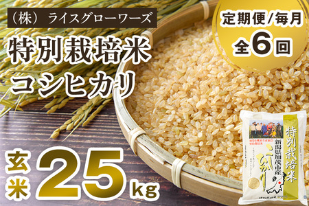 【令和7年産】【定期便6ヶ月毎月お届け】新潟県加茂市産 特別栽培米コシヒカリ 玄米25kg（5kg×5）《順次出荷》 従来品種コシヒカリ （株）ライスグローワーズ