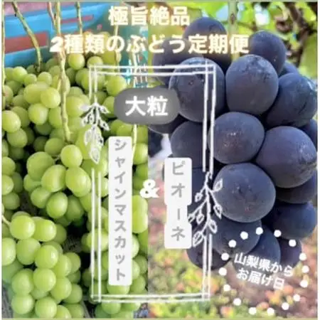 【発送月固定定期便】旬のピオーネ+シャインマスカット2～3房(約1.5kg)全2回【配送不可地域：離島】【4075417】