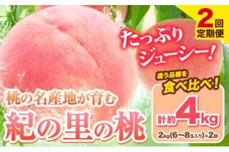 桃 紀の里の桃【2回定期便】約2kg×2回