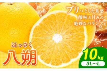 【先行予約】八朔 約10kg（3L～L）JAわかやま 紀の里地域本部《2027年1月上旬-4月中旬に出荷予定(土日祝除く)》和歌山県 岩出市 産地直送 みかん 