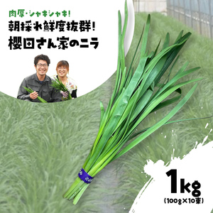 【先行予約】【12月から発送】肉厚・シャキシャキ! 朝採れ鮮度抜群! 櫻田さん家のニラ 1kg(100g×10束)  SMCS001