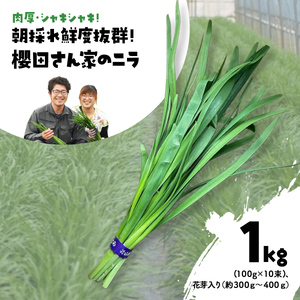 【先行予約】【2026年7月から発送】肉厚・シャキシャキ! 朝採れ鮮度抜群! 櫻田さん家のニラ 1kg(100g×10束)、花芽入り（約300ｇ～400ｇ）SMCS003