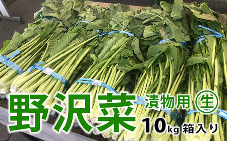 【先行受付】信州松本市産 漬物用「生の野沢菜」10kg