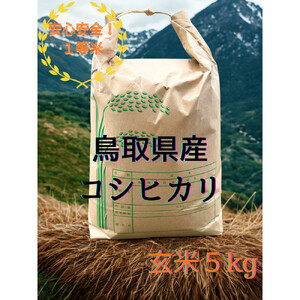 【玄米】令和7年産 コシヒカリ5kg|こしひかり