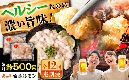 全12回定期便 あか牛 白 ホルモン 約500g ホルモン BHCY012
