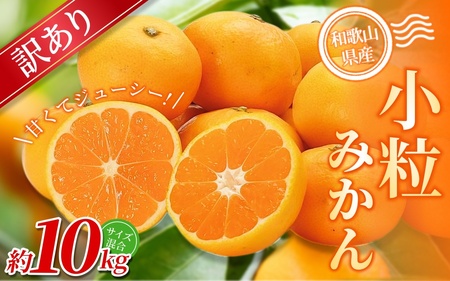 小粒みかん 約10kg 【訳あり】 森本農園の手選別 和歌山県産 【BV-mrmt068】