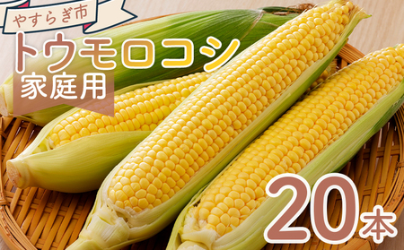 【令和8年6月中旬発送開始】トウモロコシ ２０本 家庭用 yr-0077