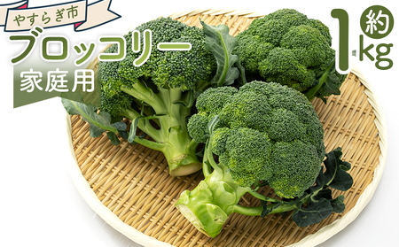 【2026年11月末以降発送】ブロッコリー １ｋｇ 家庭用 yr-0086