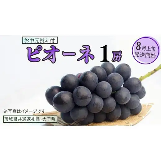 【 お中元 熨斗付き 】 ピオーネ １房 【2026年8月上旬発送開始】(茨城県共通返礼品：大子町) 