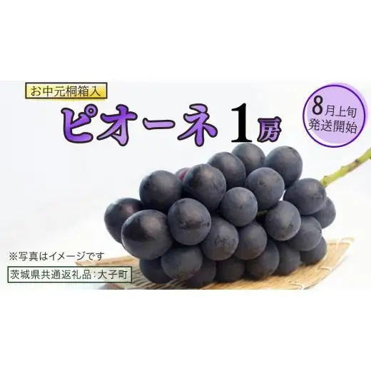 【 お中元 桐箱入り】 ピオーネ １房 【2026年8月上旬発送開始】(茨城県共通返礼品：大子町) 