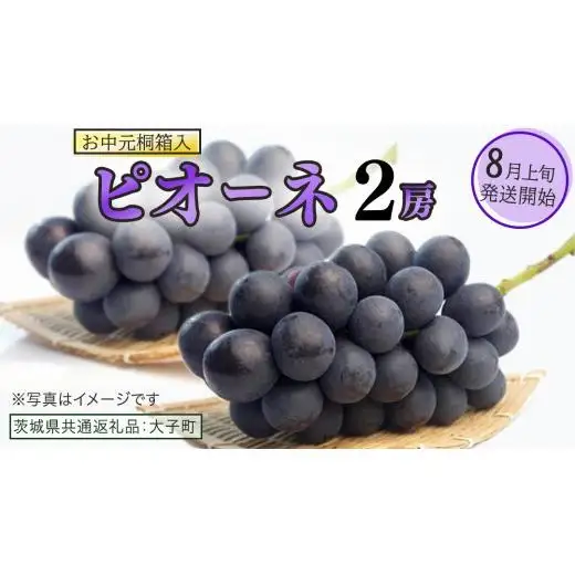 【 お中元 桐箱入り】 ピオーネ ２房 【2026年8月上旬発送開始】(茨城県共通返礼品：大子町) 