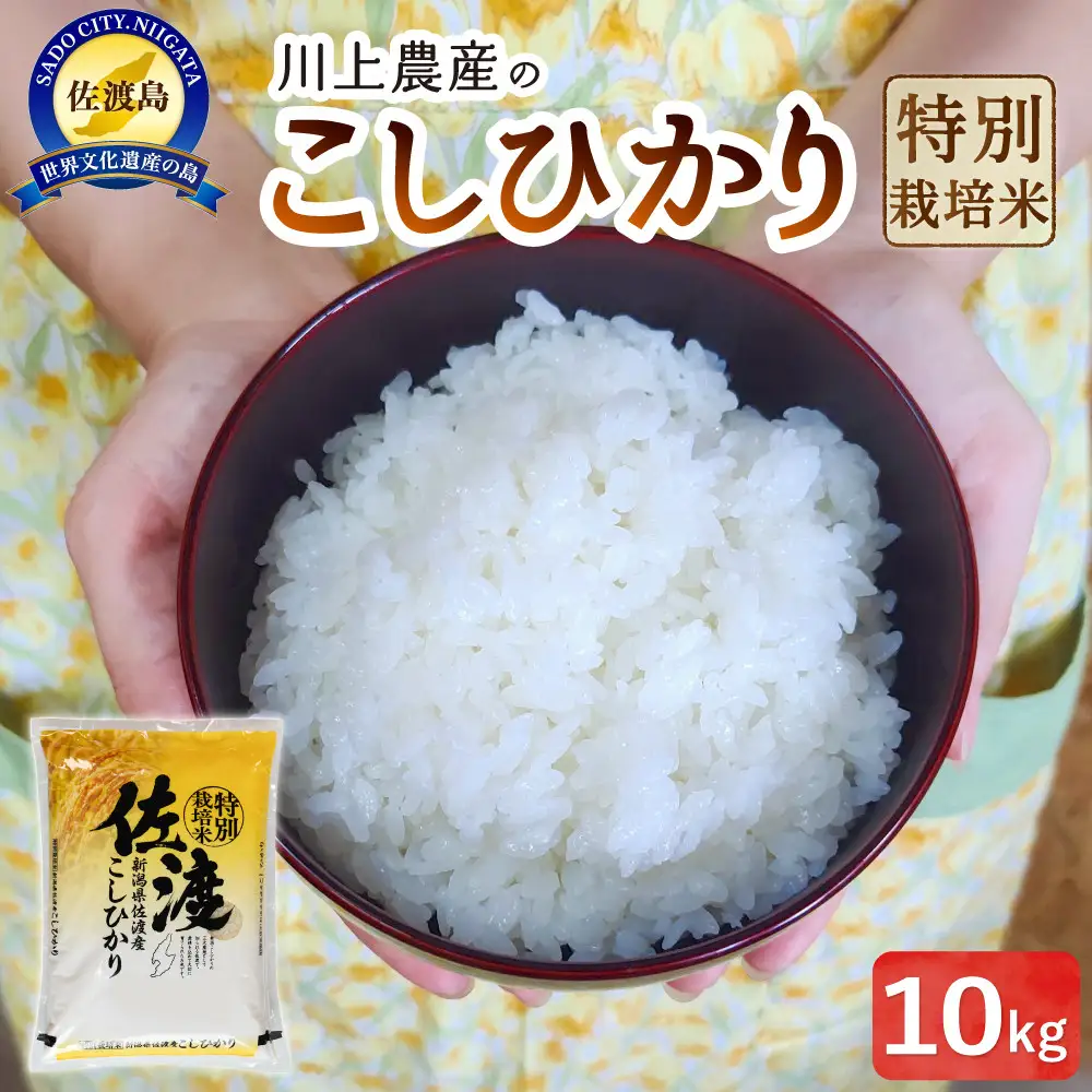 【レビューキャンペーン実施中！】令和7年産 佐渡 川上農産のコシヒカリ（10kg）