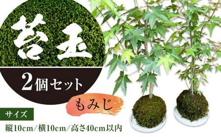 144-1233x3 苔玉 (もみじ) 2個 セット コケ 苔 【2026年3月下旬から11月上旬迄順次発送予定】