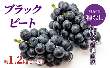 【令和8年産】ブラックビート 2～3房 セット  ぶどう 種無し 皮ごと 兵庫県産 大粒 農家直送 果物 果物類 フルーツ デザート ブドウ 詰め合わせ 甘い 粒 糖度 巨峰