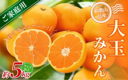 大玉みかん 約5kg【家庭用】 森本農園の手選別  和歌山県産 【BV-mrmt069】