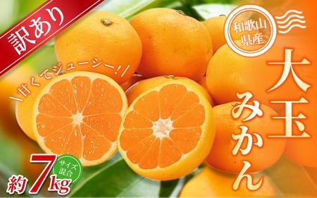 大玉みかん 約7kg 【訳あり】 森本農園の手選別 和歌山県産 【BV-mrmt072】