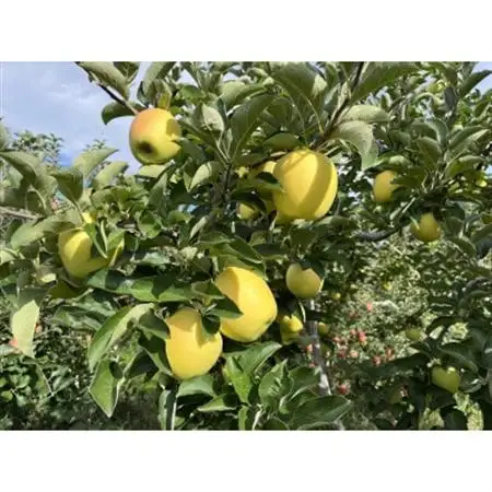 シャキシャキ!サクサク!シナノゴールド 家庭用 約5kg【1660785】