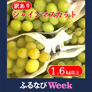 【ふるなびWEEK対象】【2026年発送分】【訳あり】徳用シャインマスカット(1.6～1.8kg)