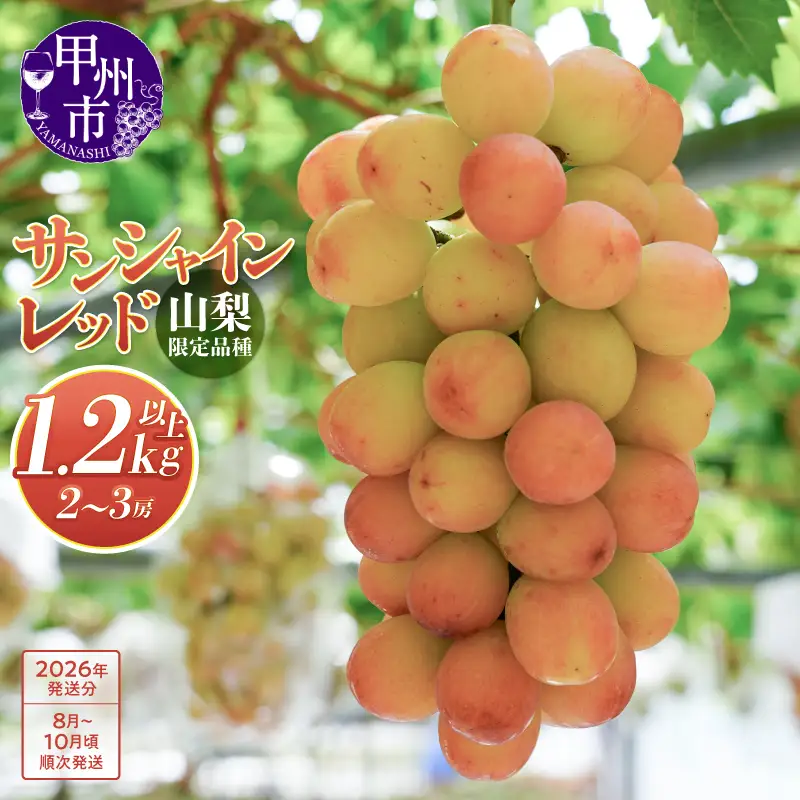 クール配送 山梨県限定品種 サンシャインレッド 合計1.2kg以上【2026年発送】（MS）D-127 ぶどう フルーツ