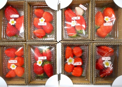 藤井悦雄さん生産の いちご 8パック [ フルーツ 果物 イチゴ 苺 ] ジャム ストロベリー 