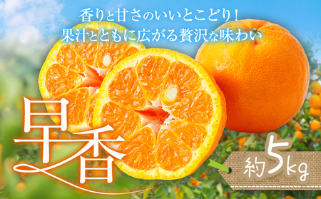 【先行予約】みかん 早香 5kg みかん 柑橘