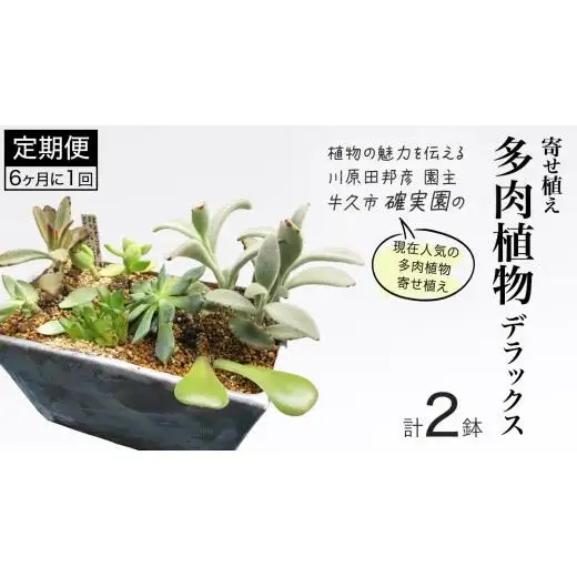 寄せ植え 多肉植物 デラックス 【 半年に1回お届け（全2回お届け）】 