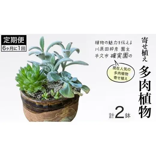 寄せ植え 多肉植物 【 半年に1回お届け（全2回お届け）】 