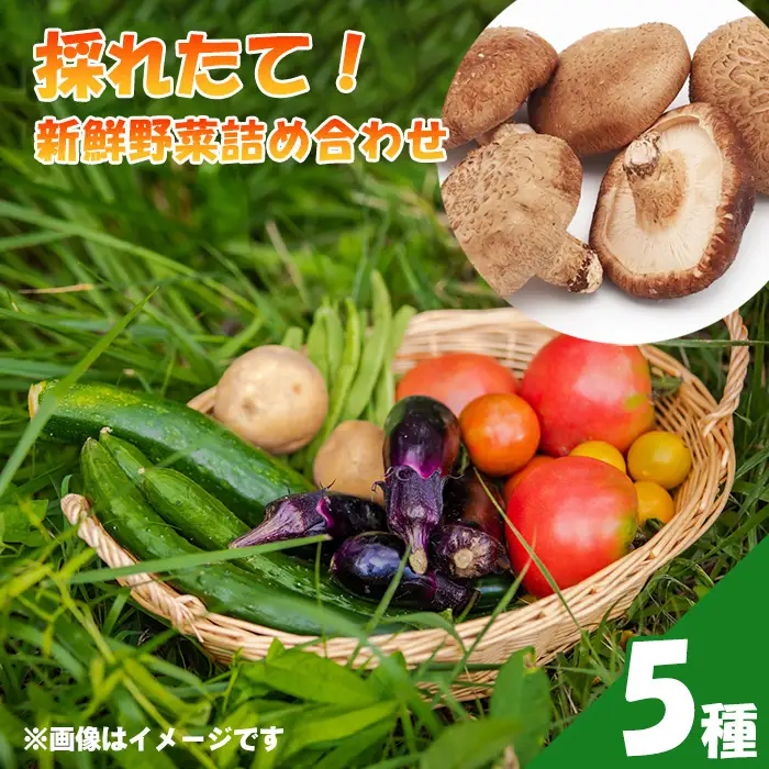 採れたて！新鮮野菜詰め合わせ5種 ／ お野菜 やさい セット 野菜セット しいたけ シイタケ 椎茸 生椎茸 旬 旬野菜 産地直送 新鮮 おまかせ おすすめ 埼玉県 特産 No.503