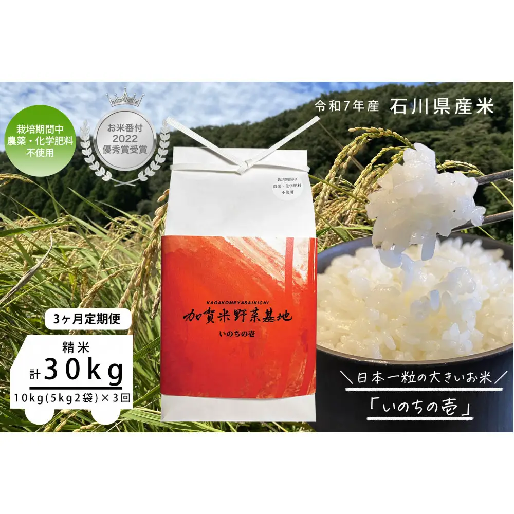 《令和7年産 新米》【3ヶ月定期便】【お米番付優秀賞受賞農家】日本一粒の大きいお米『いのちの壱』白米10kg×3回
