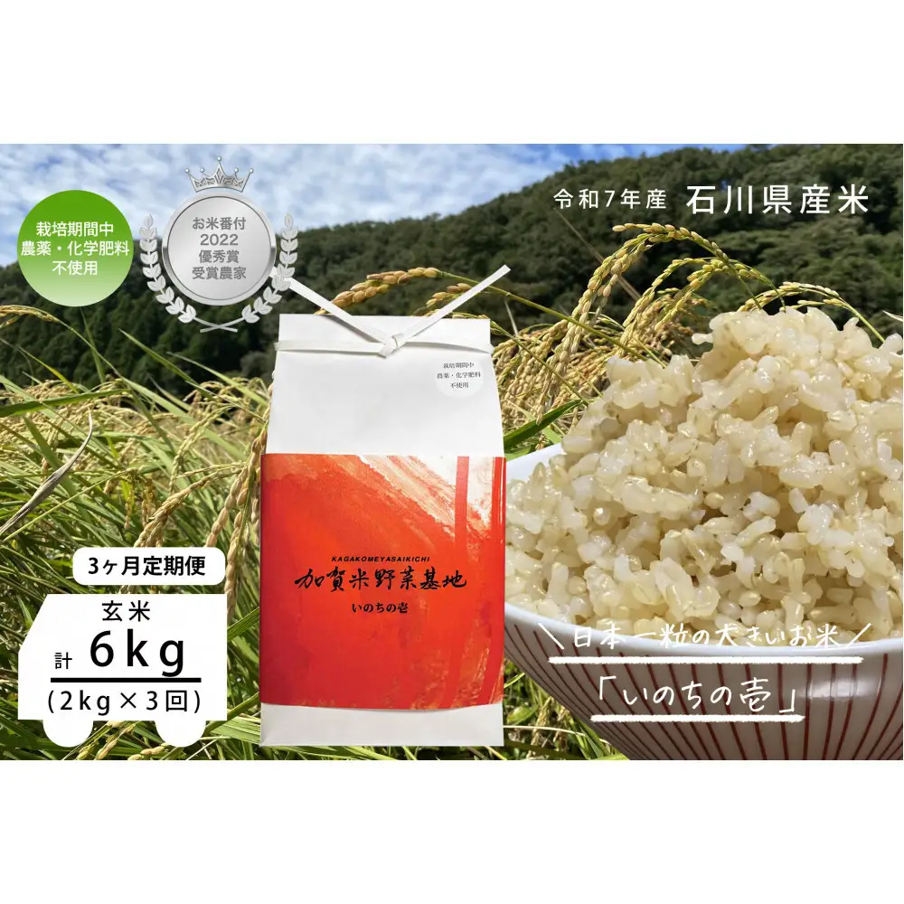 【3ヶ月定期便】【お米番付優秀賞受賞農家】日本一粒の大きいお米『いのちの壱』玄米2kg×3回