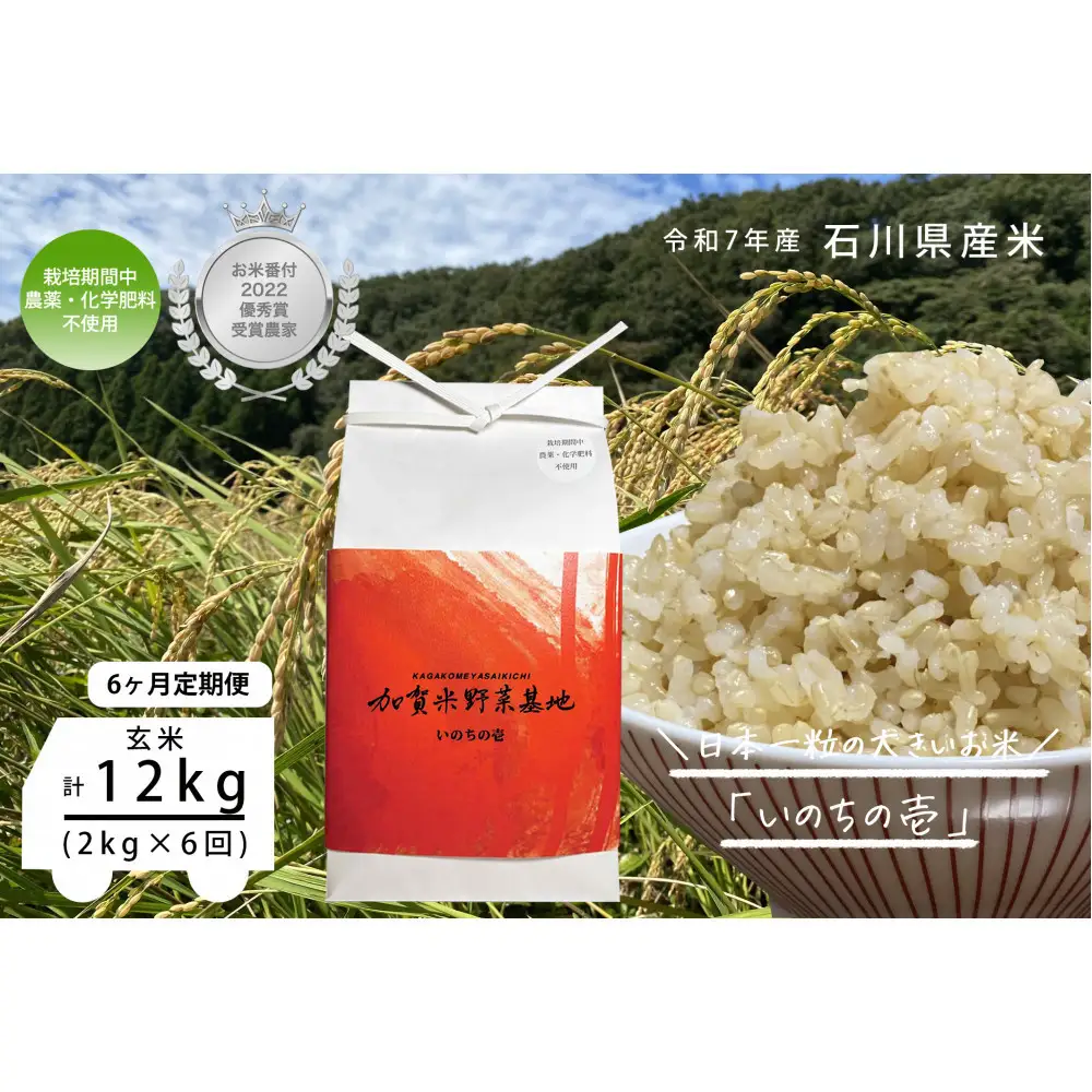 【6ヶ月定期便】【お米番付優秀賞受賞農家】日本一粒の大きいお米『いのちの壱』玄米2kg×6回