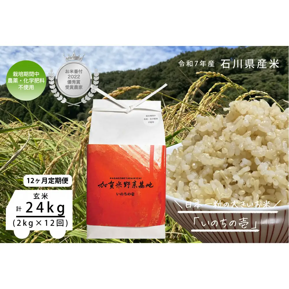【12ヶ月定期便】【お米番付優秀賞受賞農家】日本一粒の大きいお米『いのちの壱』玄米2kg×12回