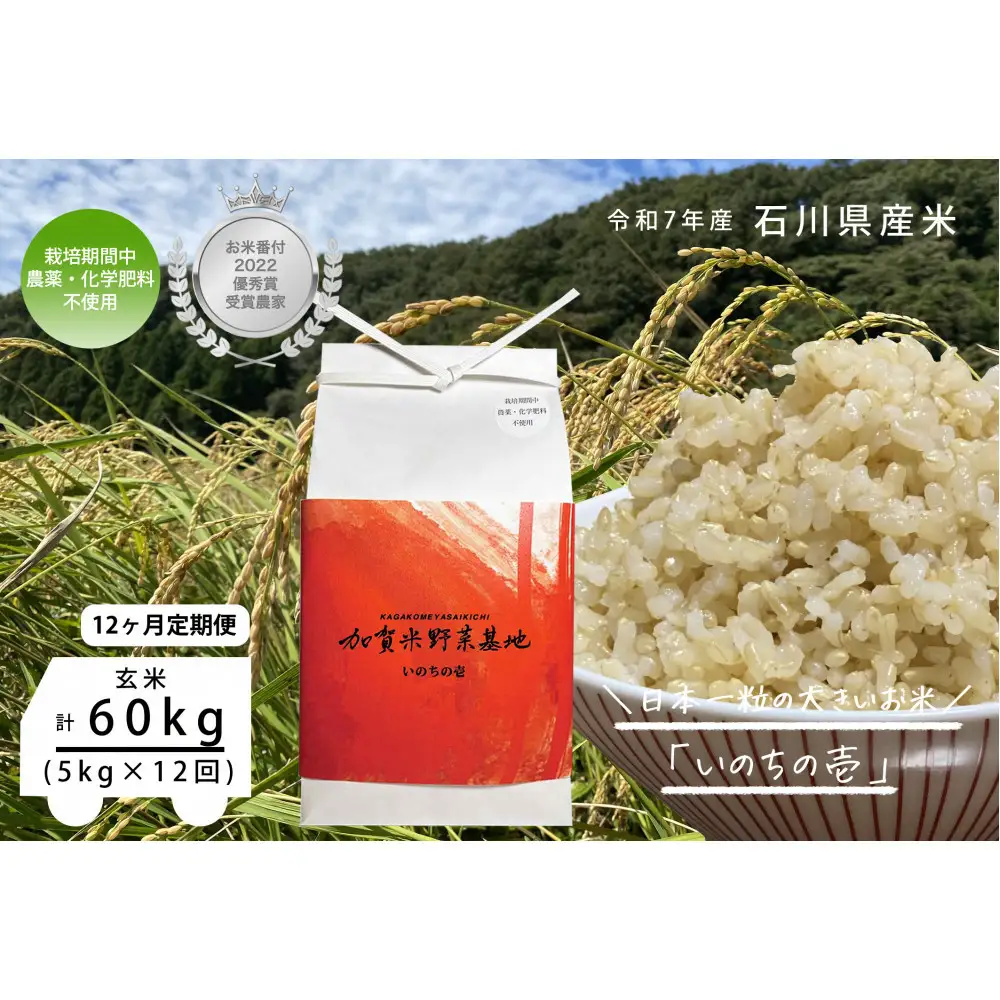 【12ヶ月定期便】【お米番付優秀賞受賞農家】日本一粒の大きいお米『いのちの壱』玄米5kg×12回