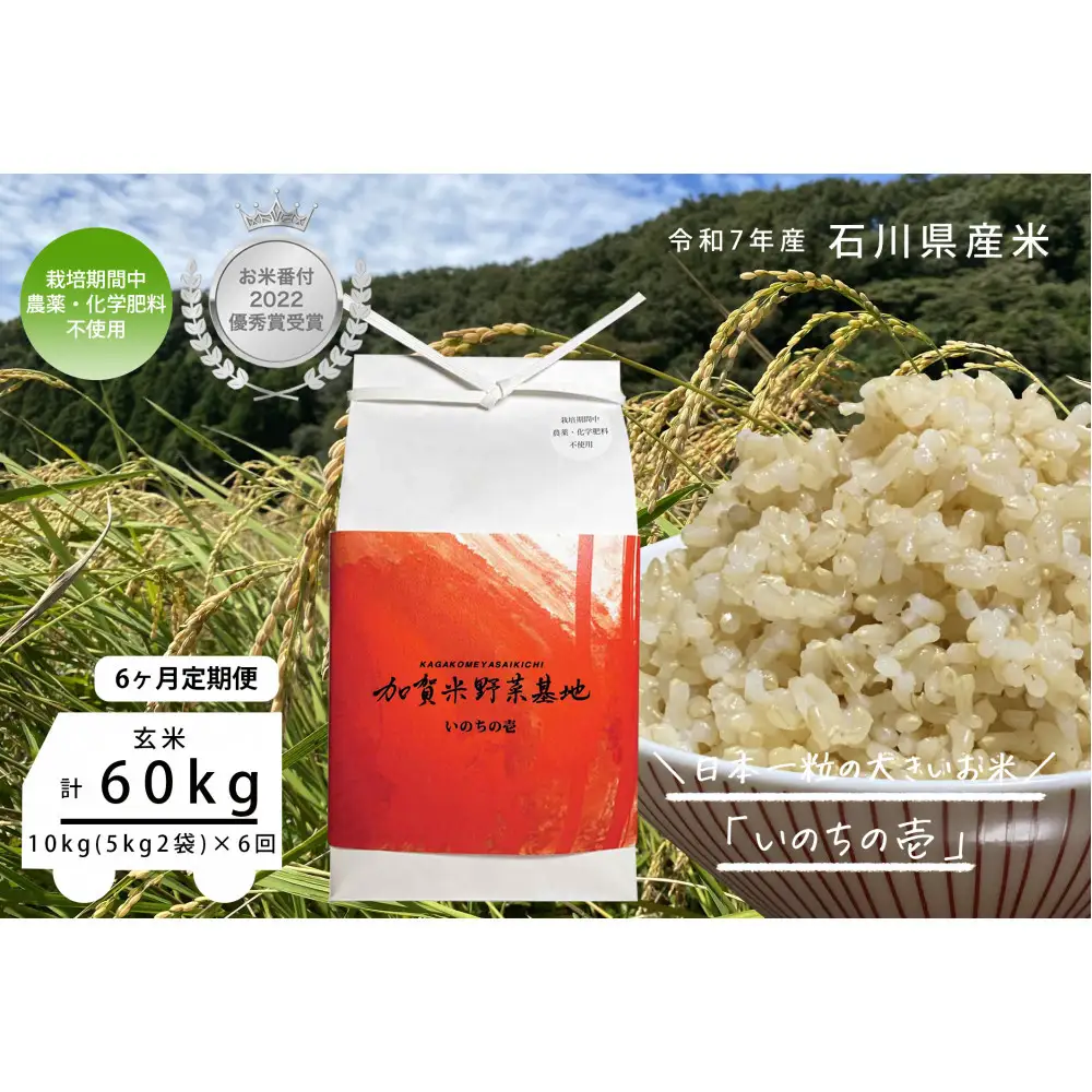 【6ヶ月定期便】【お米番付優秀賞受賞農家】日本一粒の大きいお米『いのちの壱』玄米10kg×6回