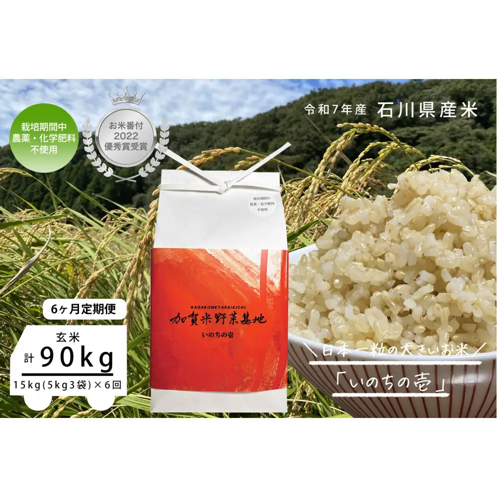 【6ヶ月定期便】【お米番付優秀賞受賞農家】日本一粒の大きいお米『いのちの壱』玄米15kg×6回