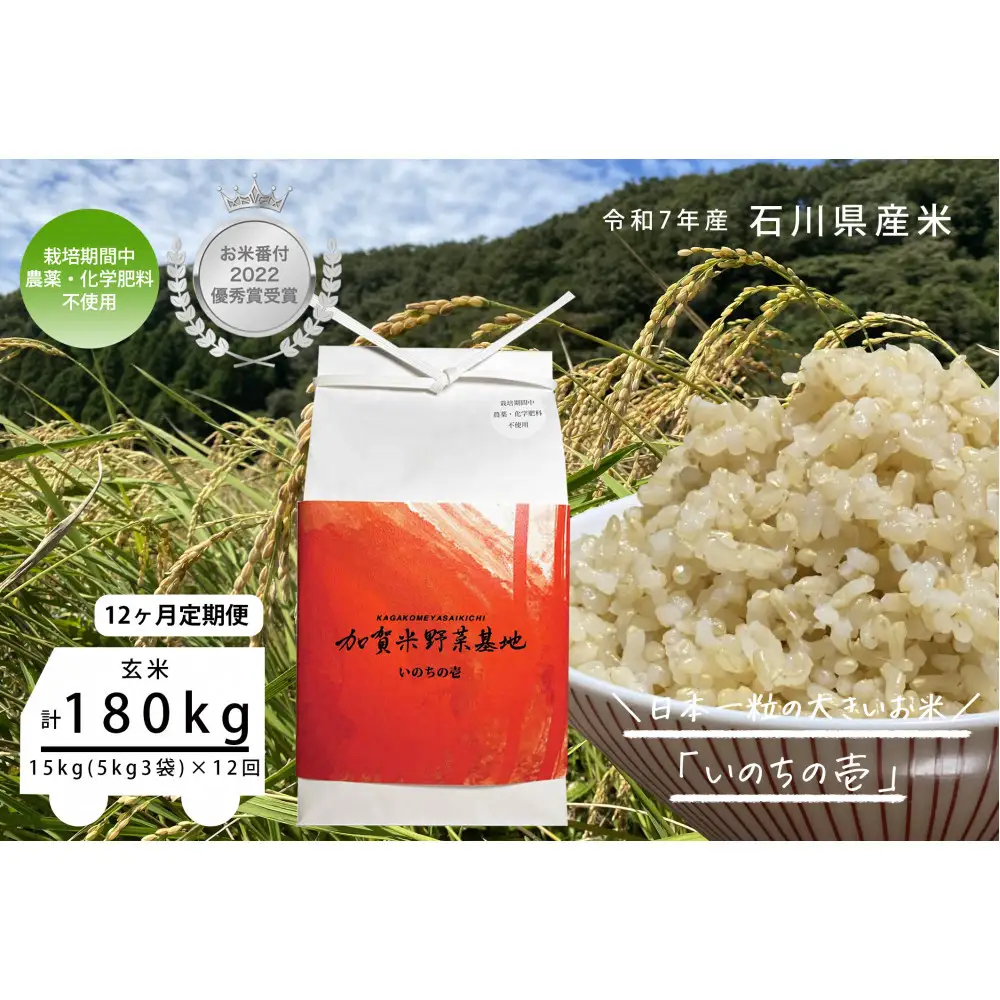 【12ヶ月定期便】【お米番付優秀賞受賞農家】日本一粒の大きいお米『いのちの壱』玄米15kg×12回
