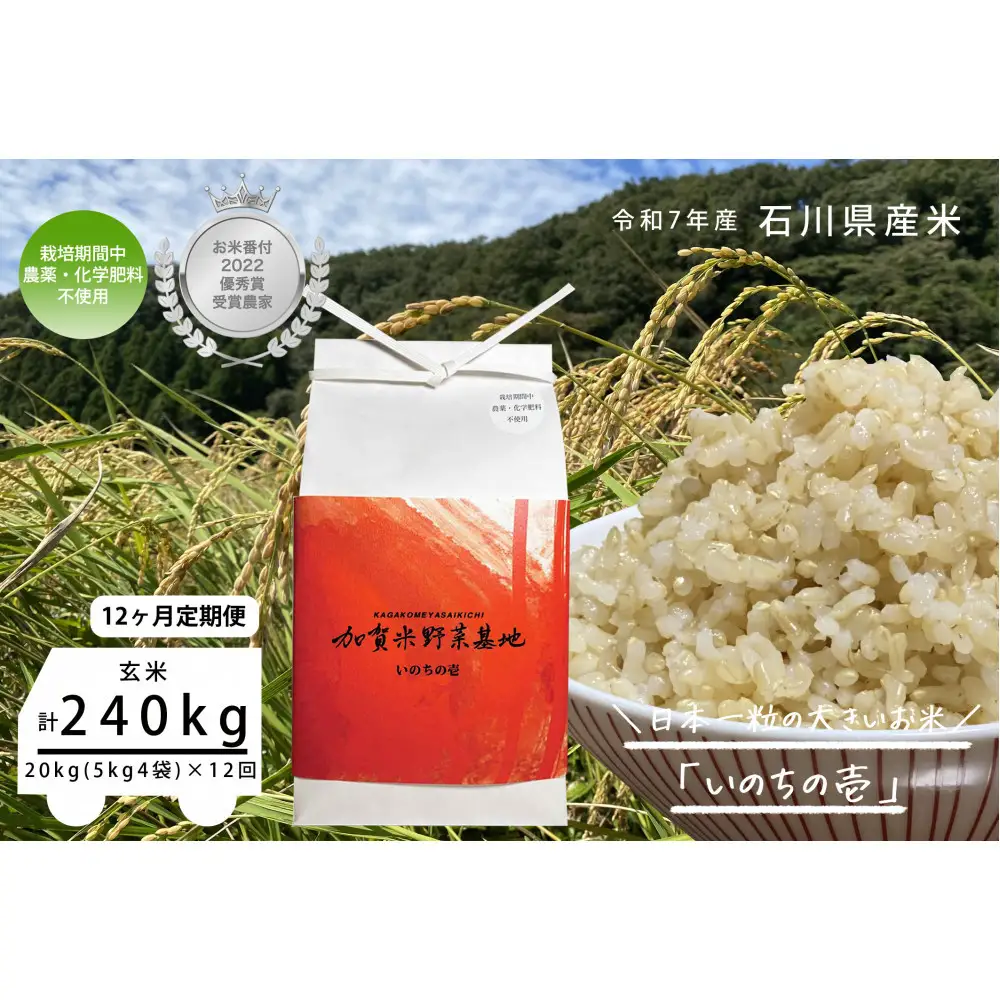 【12ヶ月定期便】【お米番付優秀賞受賞農家】日本一粒の大きいお米『いのちの壱』玄米20kg×12回