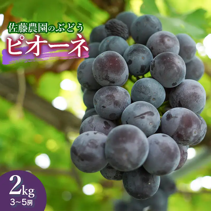 【令和8年産先行予約】 鶴岡市産 ピオーネ 約2kg（3～5房） 佐藤農園